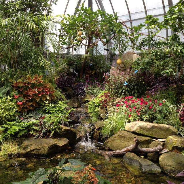 Many plants and flowers surround a water feature in Krohn Conservatory