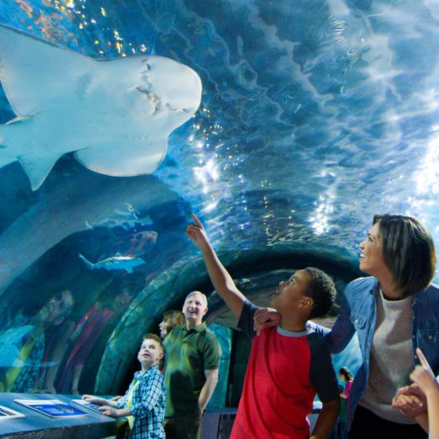 family looking at stingrays at Newport Aquarium in Cincinnati