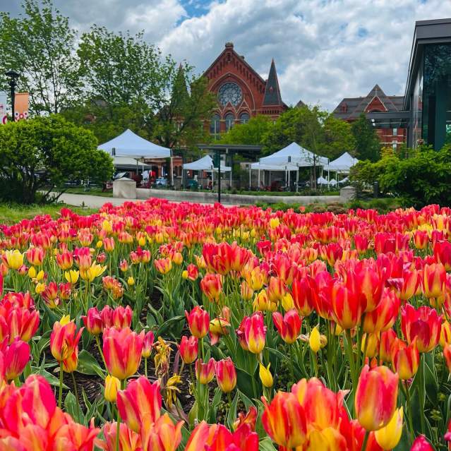 Washington Park - Tulips