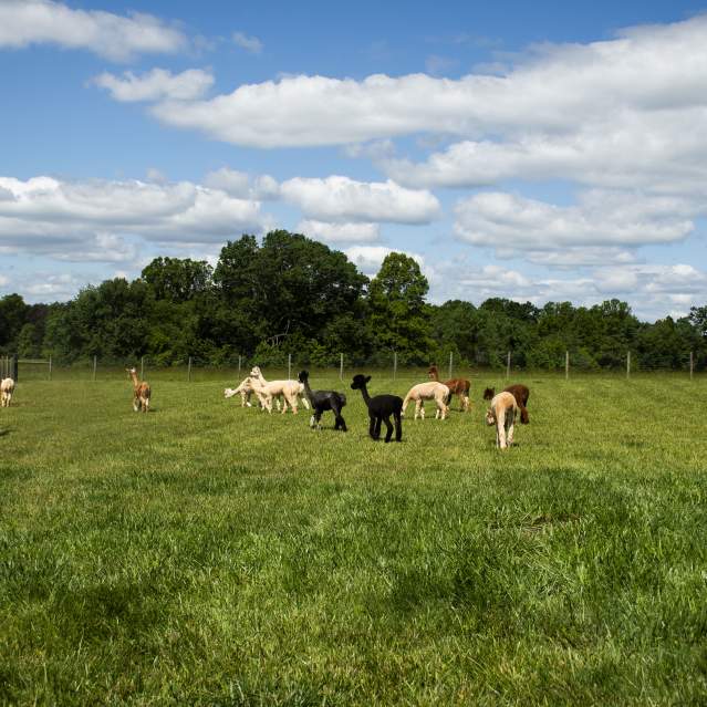 Funky Fleece Farm