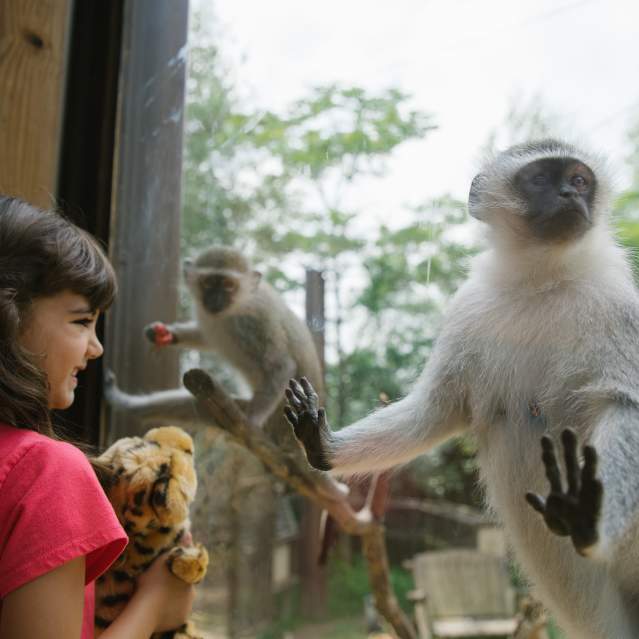 Young girl holding a cheetah stuffed animal while watching the monkeys through the glass at the Columbus Zoo