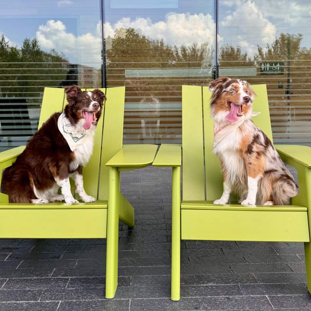 Dogs Riverside Crossing Park