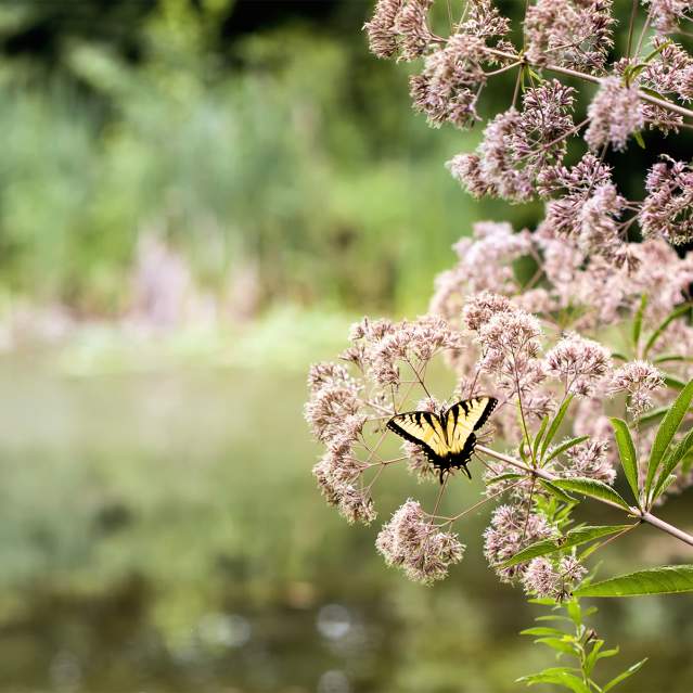 Meadowlark Botanical Garden - Vienna - Spring - Butterfly