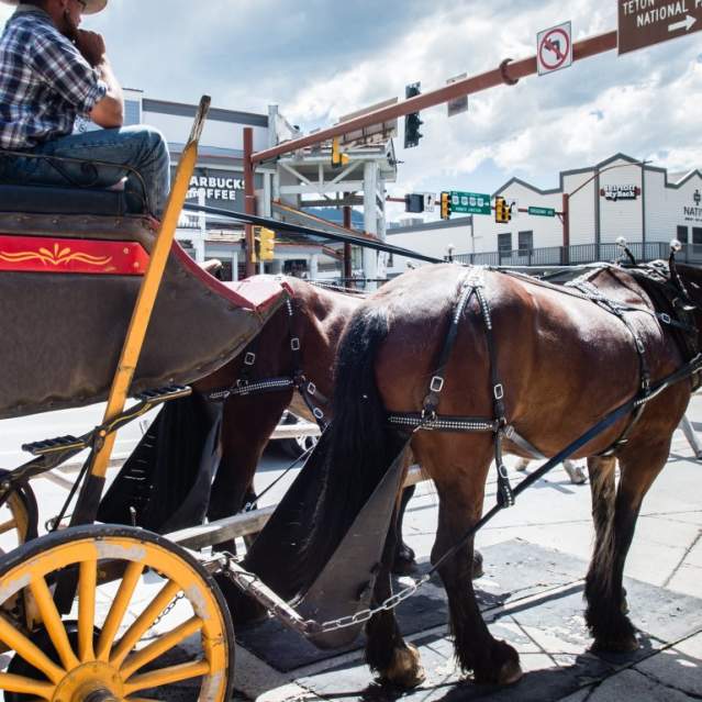 Horse & Carriage