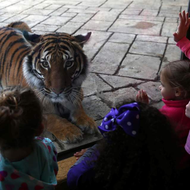 Zoo Knoxville Tiger Forest