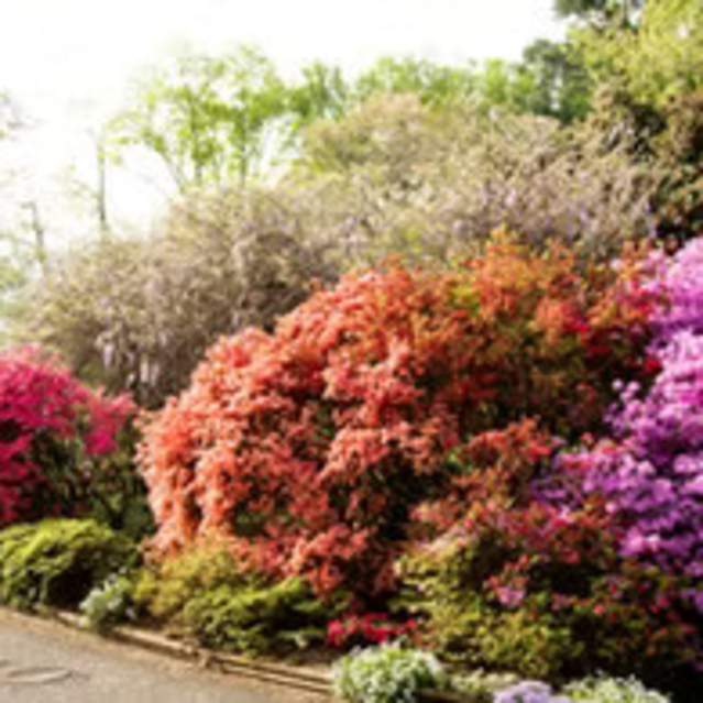 Dogwood Arts Trail