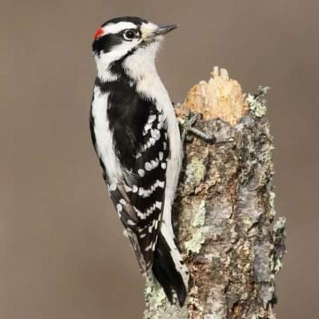 Downy Woodpecker