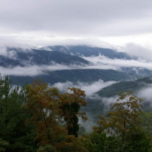 Fog along the treetops at Frozen Head State Park