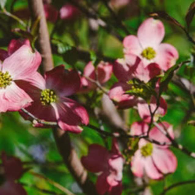Dogwood Arts Trail