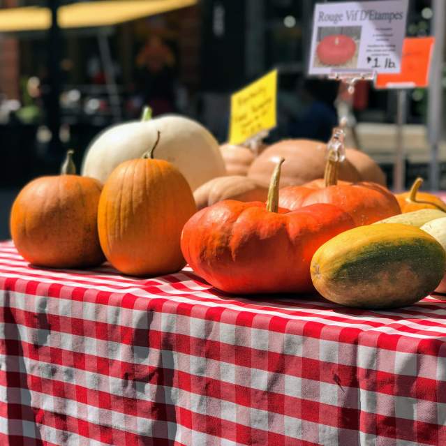 Fall Pumpkins