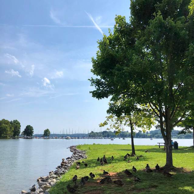The Cove