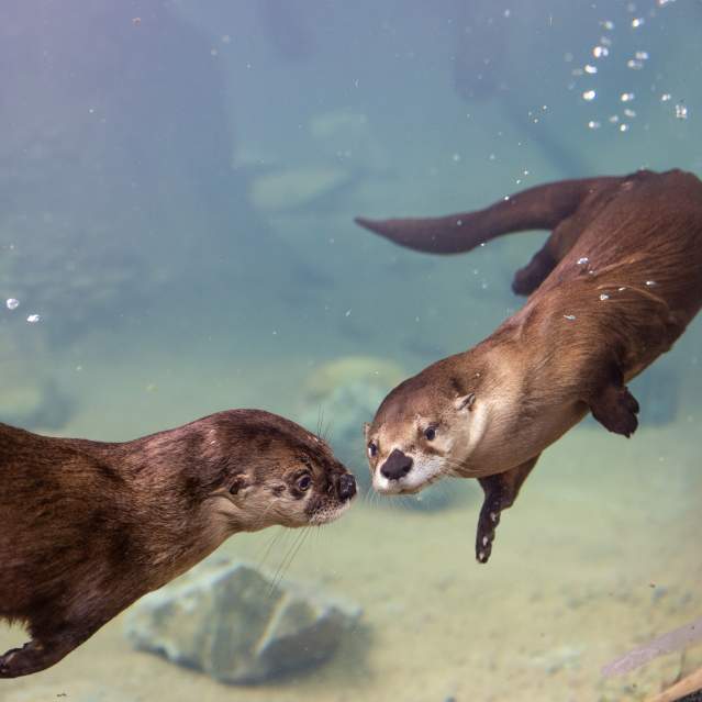 Otters Zoo