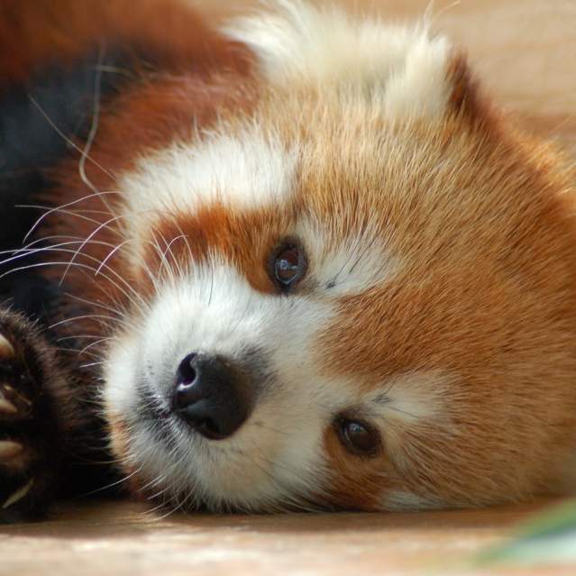 Red Panda at Zoo Knoxville