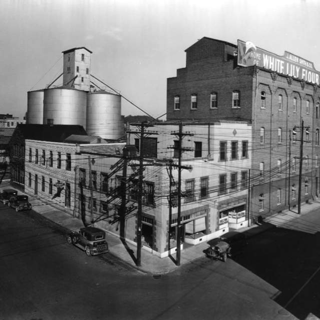 White Lily Flour Plant