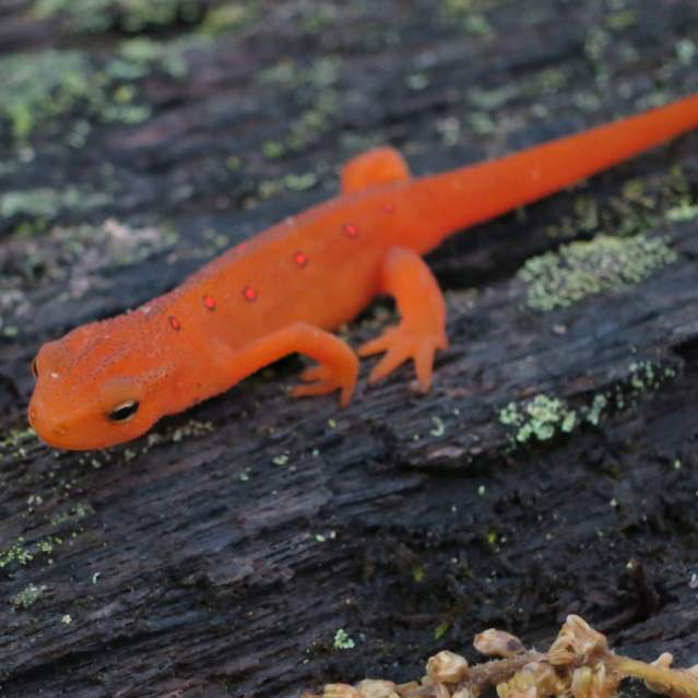 Salamander