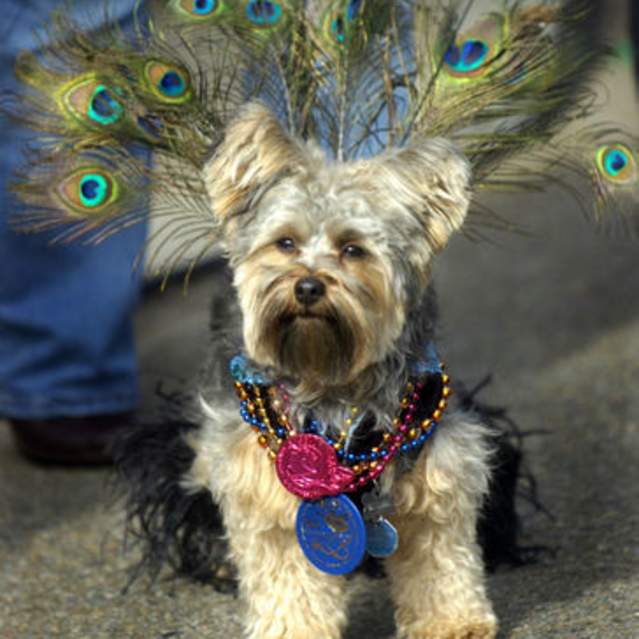 Mardi Growl