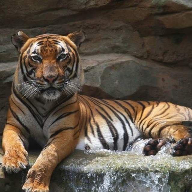 Zoo Knoxville Tiger
