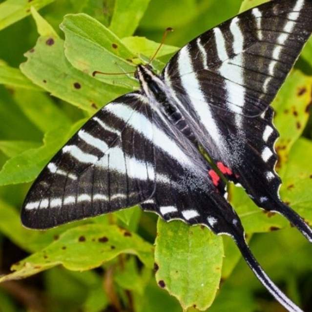 Zebra Swallowtail Butterfly