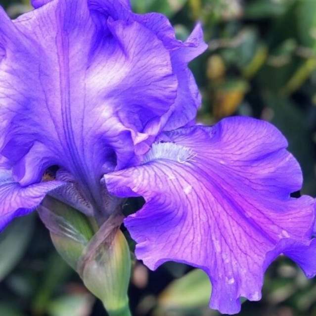 Iris Flower