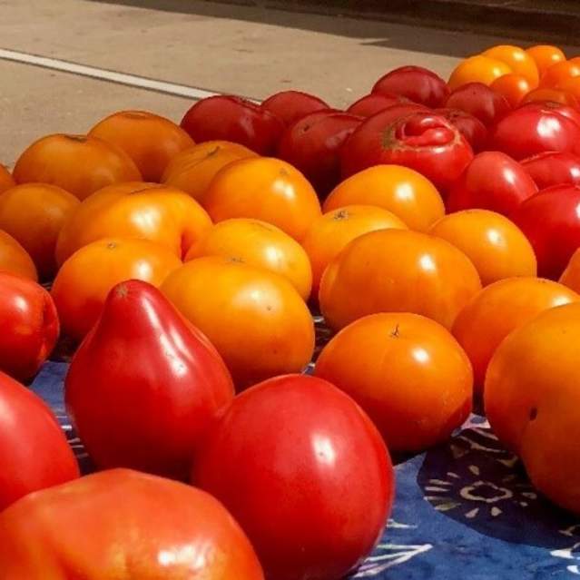 Tomato