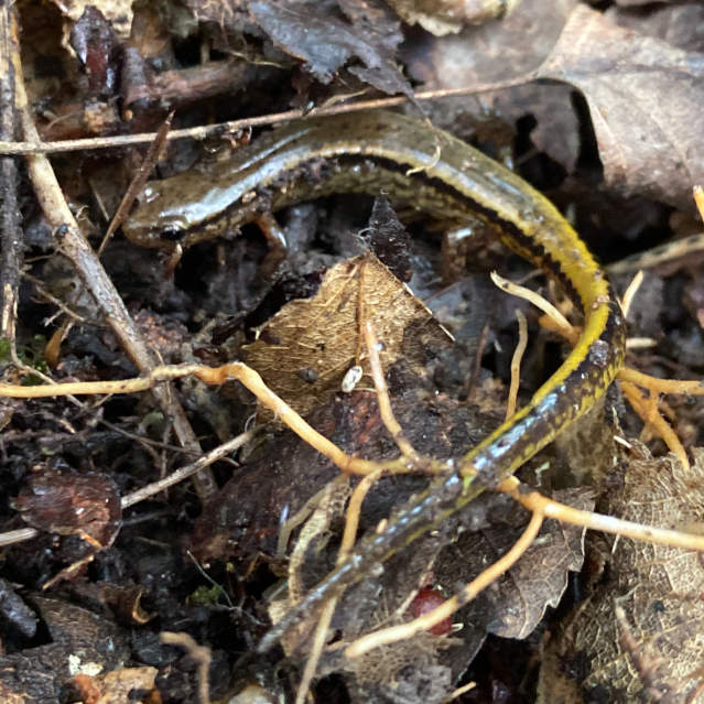 Southern Two Lined Salamander