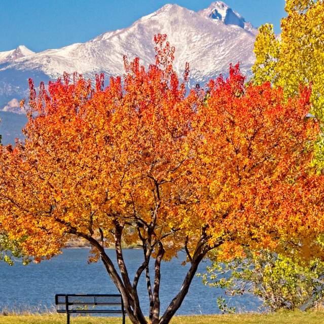 Fall foliage