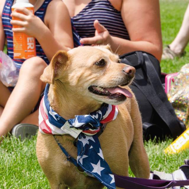 Dog enjoying an event in a park