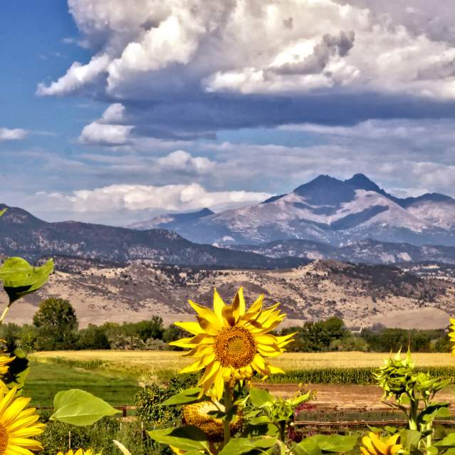 Sunflowers with mountains in background