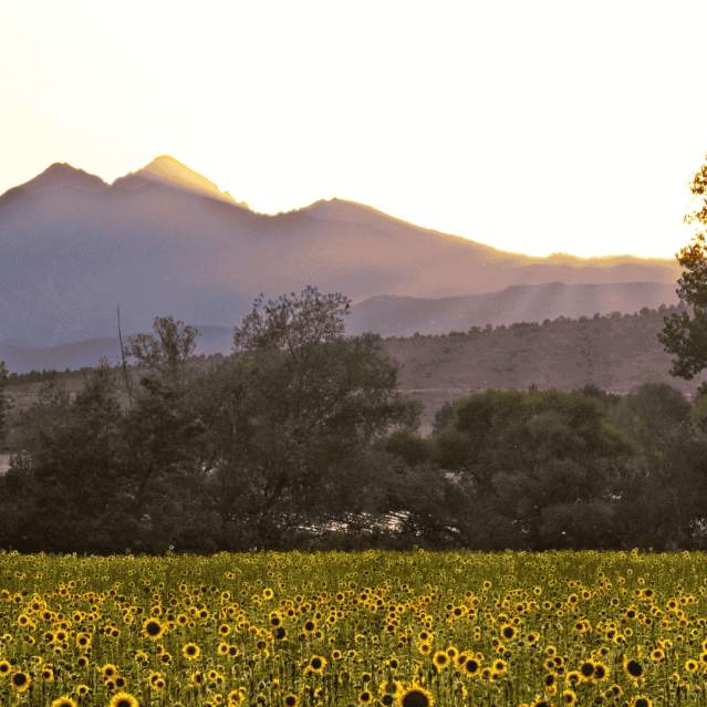 View of Long's Peak with a field of sunflowers
