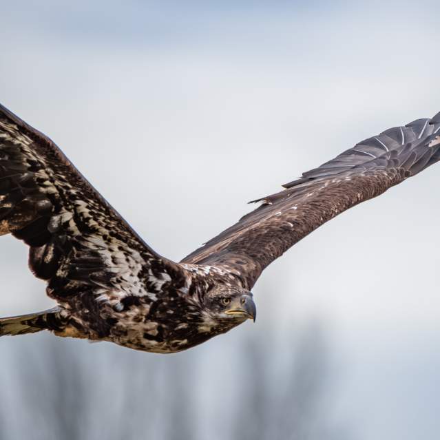 Eagle flying