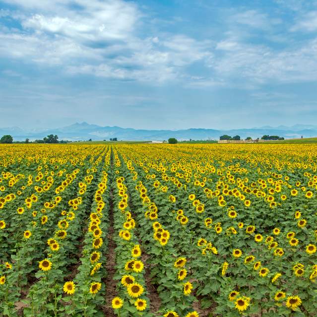 Sunflowers
