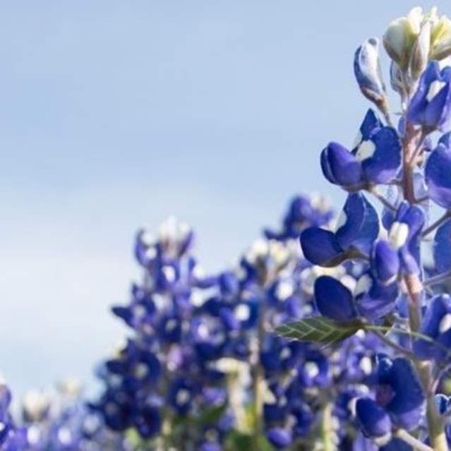 Marble Falls Bluebonnets