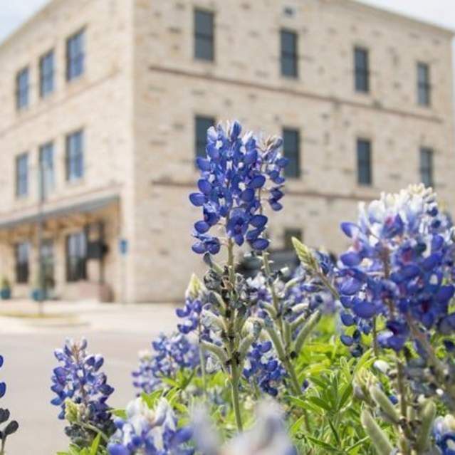 Marble Falls Visitor Center Bluebonnets