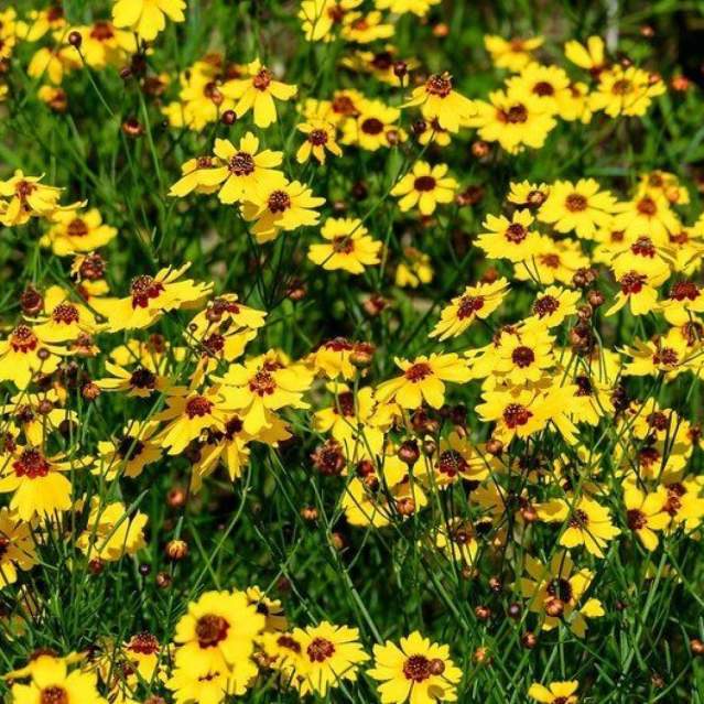 yellow flowers