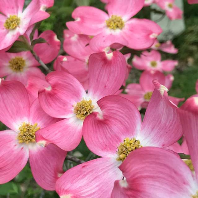 Dogwood Trail Celebration Paducah