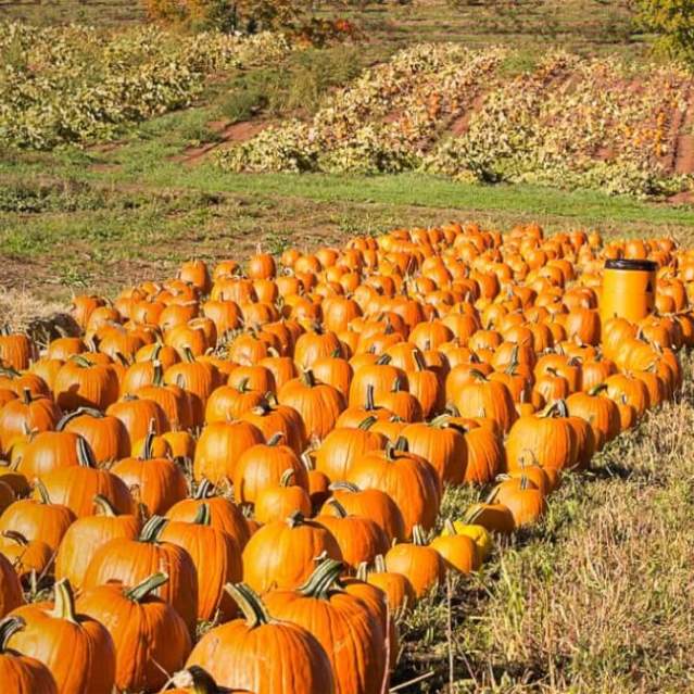 pumpkin field