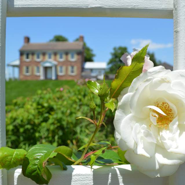Ben Lomond Rose