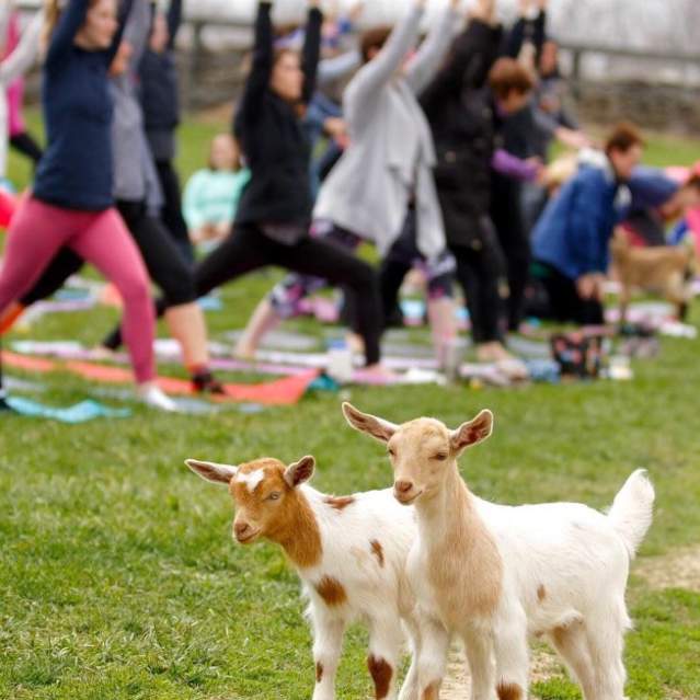 People doing yoga outside with goats