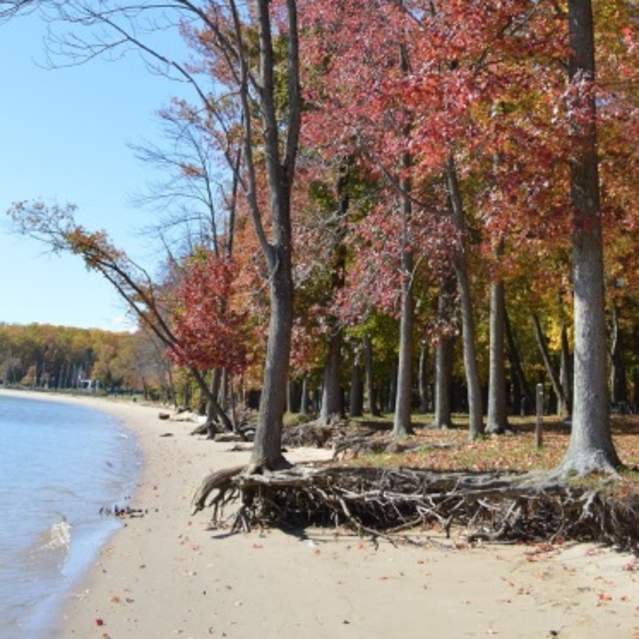 trees with fall foliage next to a body of water