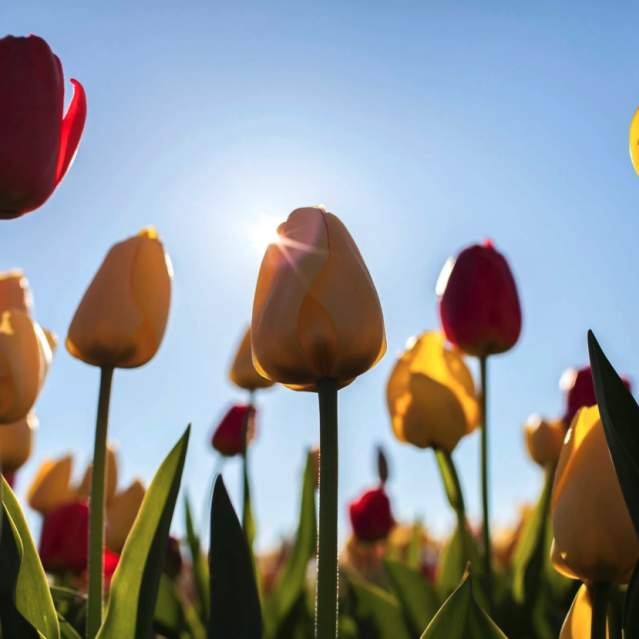 Spring Break in Prince William, Virginia: History, Nature, and Good Times Bloom