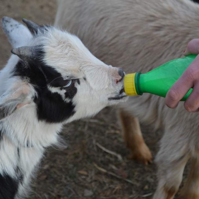 a black and white goat being fed with a green bottle by a human with a light brown animal in the background