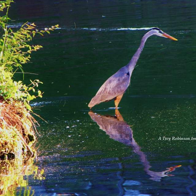 A bird standing in water