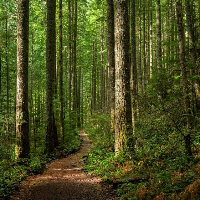 dirt trail through a pine forest