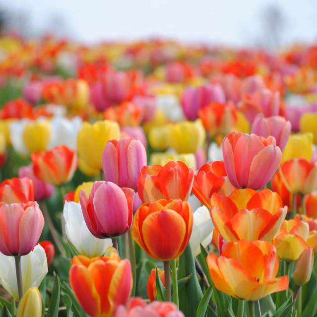 Tulips Burnside Farms