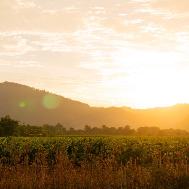 Summer In Roseburg