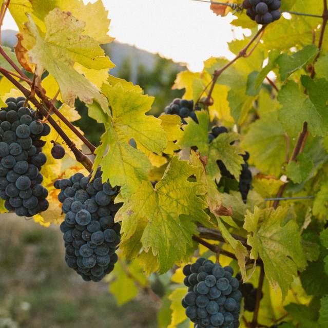 Umpqua Valley Wine Grape