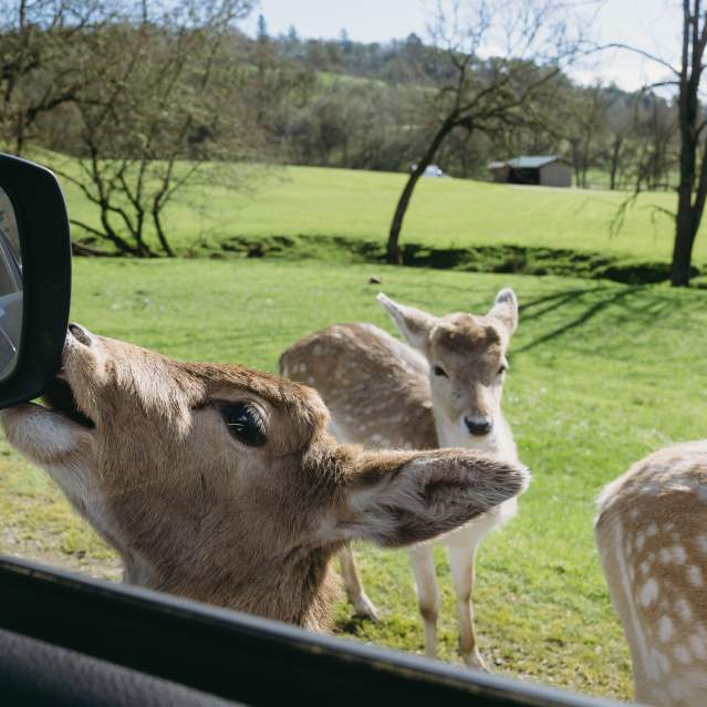 Wildlife Safari