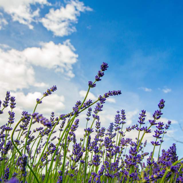 Lavender field