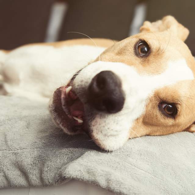 Pet-Friendly