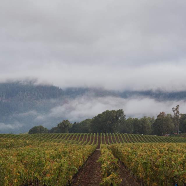 Fall Grapevines Roseburg